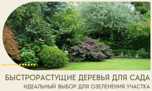 Быстрорастущие деревья для сада идеальный выбор в Благовещенске